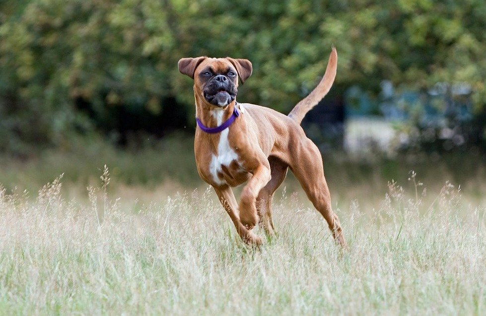 Understanding canine cruciate ligament disease