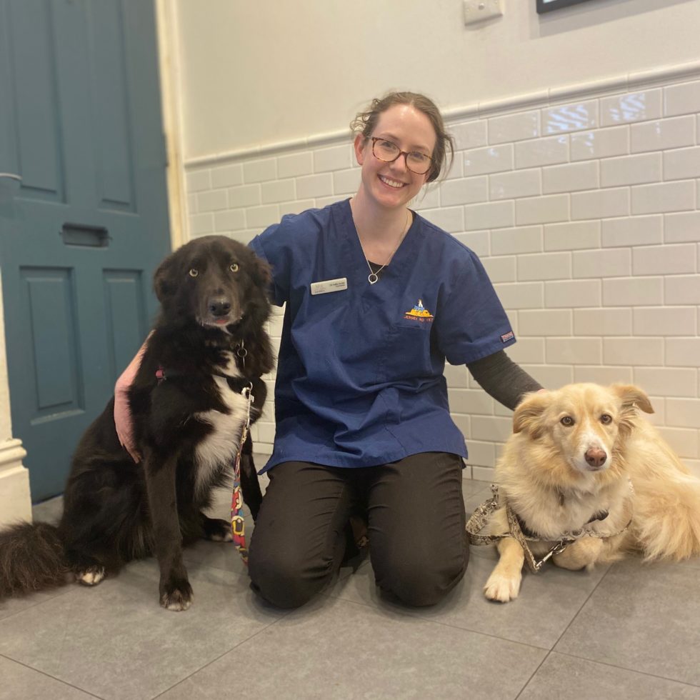 Meet The Team Jersey Road Veterinary Hospital