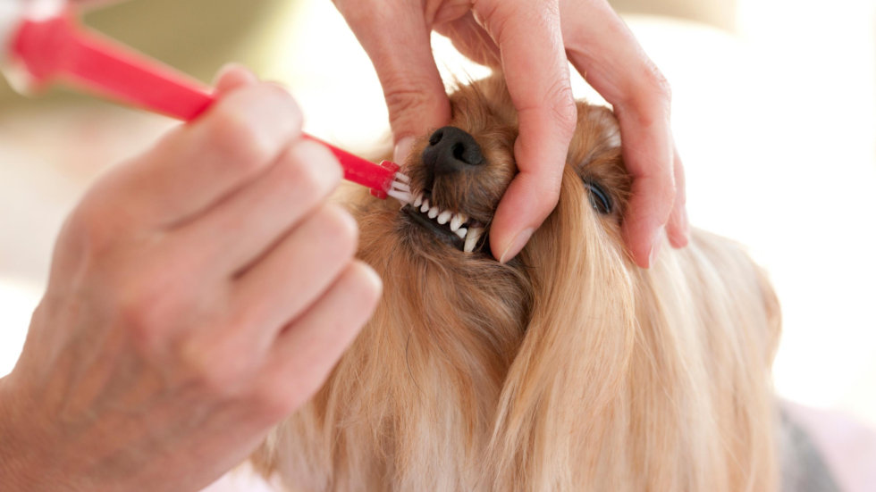 Taking care of teeth at home