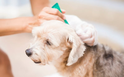 Protecting your pet with vaccinations and flea/tick prevention