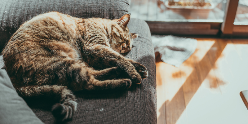 Is Your Cat’s Bladder Stressed?