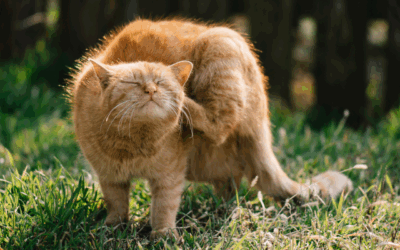 Why is my cat limping? Common outdoor injuries explained
