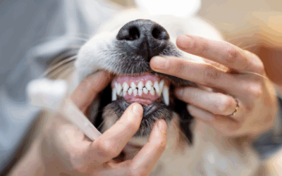 How we keep your pet safe during dental procedures