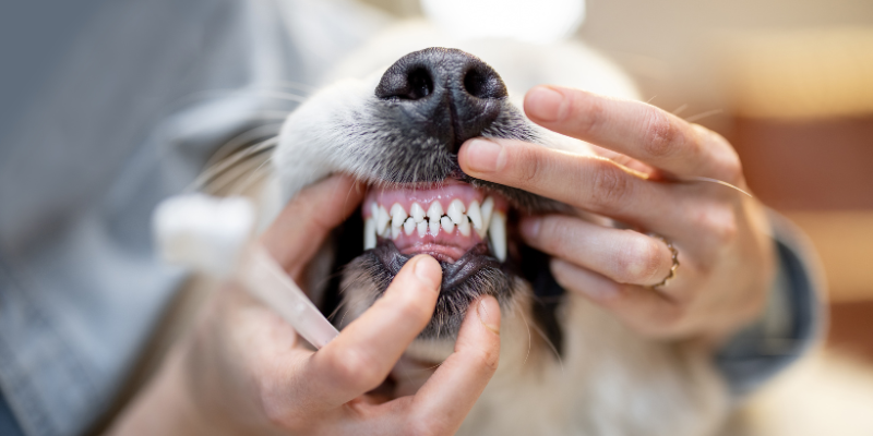 How we keep your pet safe during dental procedures